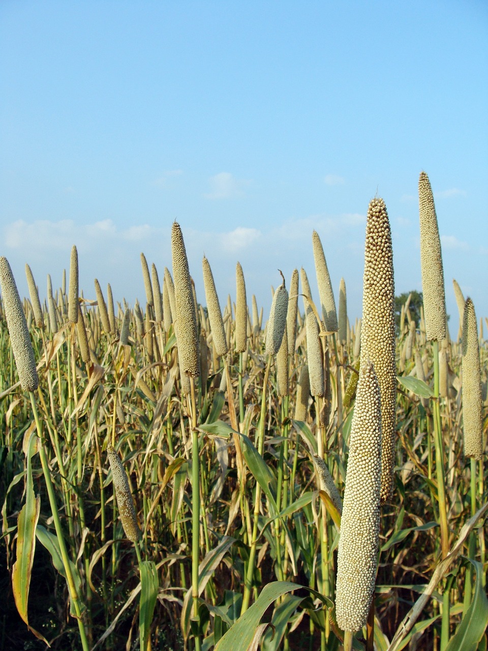 pearl millet, pennisetum glaucum, bajra, crop, spike, cereal, agriculture, farming, field, cultivation, lingsugur, raichur, karnataka, india, pearl millet, pearl millet, pearl millet, pearl millet, bajra, bajra, bajra, bajra, bajra