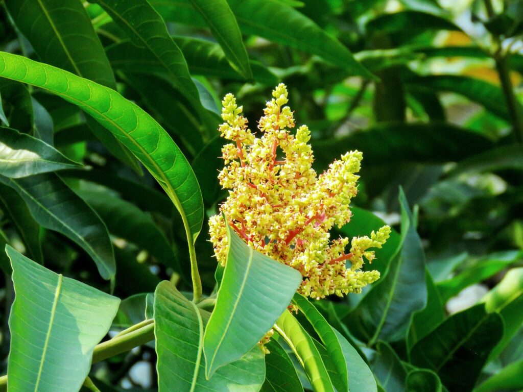 growth, greens, mango leaves, green, leaves, tree, organic, sweet, yellow, mango flowers, mango buds, growing, indian tree, indian summer, green growth, green leaves, mango leaves, mango leaves, mango leaves, mango leaves, mango leaves, nature, mango flowers, mango flowers, mango flowers, mango flowers, mango flowers, mango buds